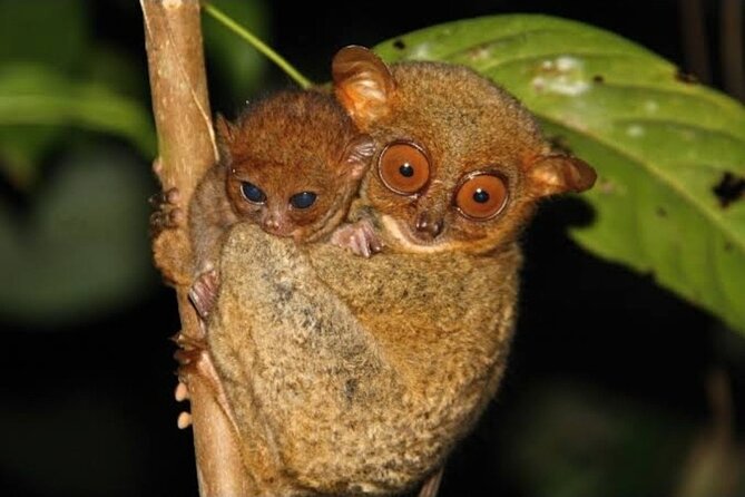 2025 Tarsier, Waterfalls & Chocolate Hills Tour - Seeing the Chocolate Hills from Carmen
