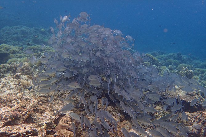 Anilao Snorkel Safari: Explore the Amazing Underwater World - Leaving Manila before the city wakes up