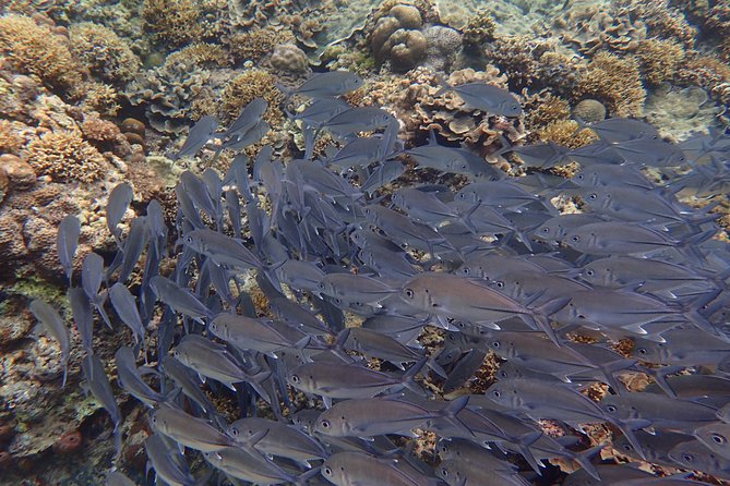 Anilao Snorkel Safari: Explore the Amazing Underwater World - Arriving at Dive & Trek Resort and Marine Sanctuary