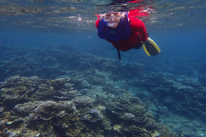 Anilao Snorkel Safari: Explore the Amazing Underwater World - What you may see beneath the surface
