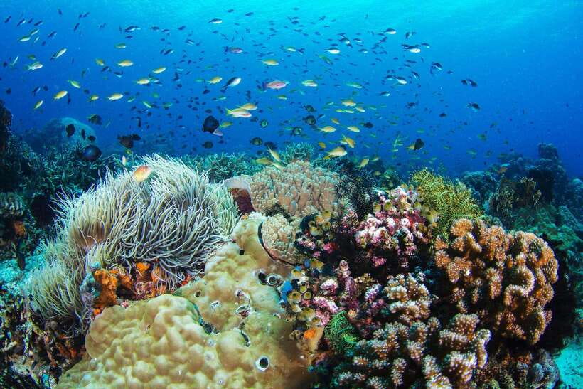 Apo Island Wonders: Snorkel with Sea Turtles in Dumaguete - Why Apo Island is worth the long day