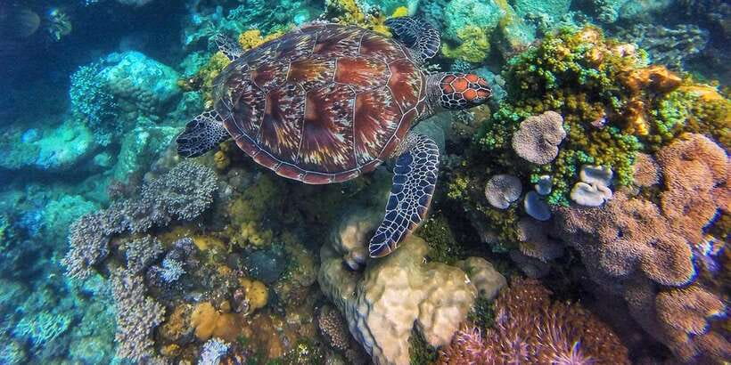 Apo Island Wonders: Snorkel with Sea Turtles in Dumaguete - The unusual scuba listing needs a question