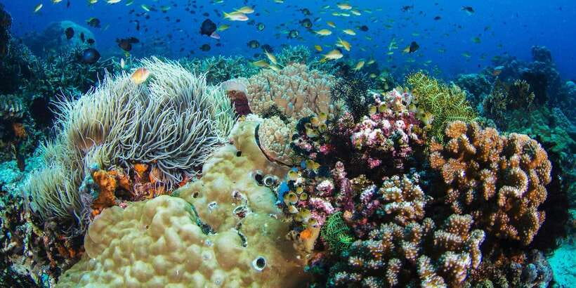 Apo Island Wonders: Snorkel with Sea Turtles in Dumaguete - How to prepare for the island