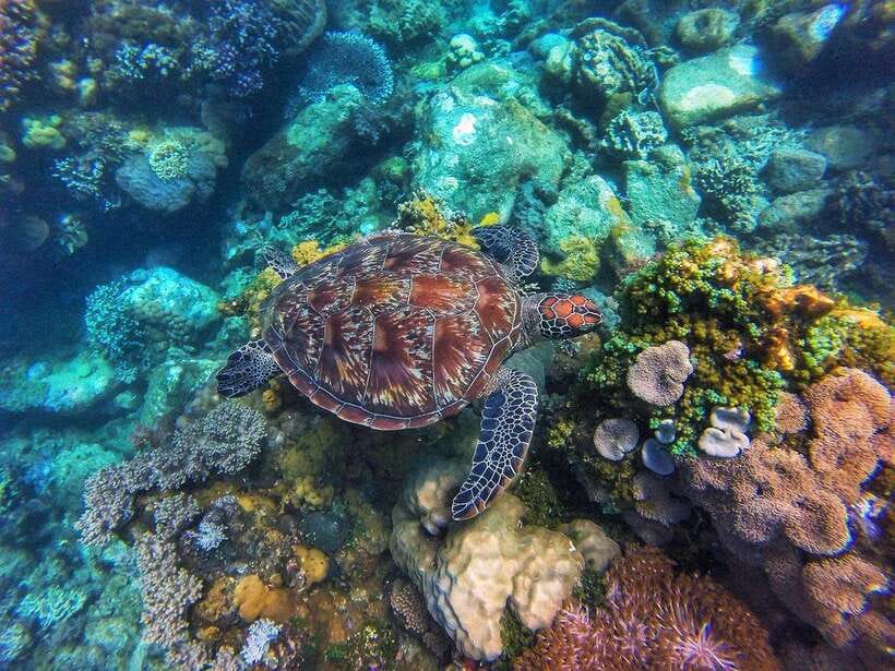 Apo Island Wonders: Snorkel with Sea Turtles in Dumaguete - From Dumaguete hotel to the Apo Island boat