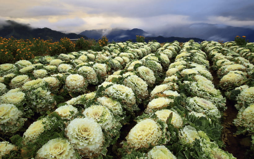 Baguio Atok Flower Blossoms (Private Tour) - Key points before you book
