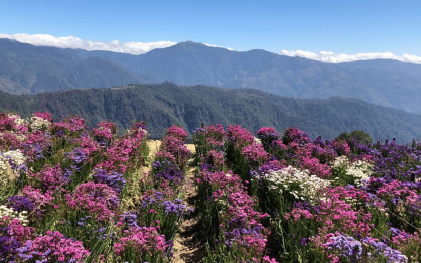 Baguio Atok Flower Blossoms (Private Tour) - The Benguet Highest Highway Viewpoint