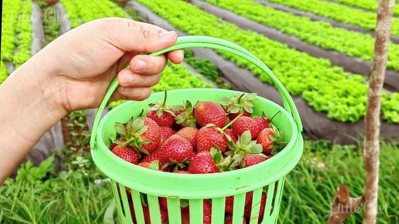Baguio Country Side Tour - LT Strawberry Farm and the story behind Baguio’s nickname
