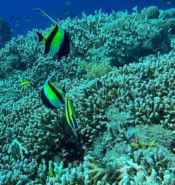 Bantayan Island: Intro Freediving Experience - Practical preparation for a better session