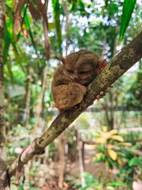 BEST OF BOHOL: Chocolate Hills & Tarsier w Lunch at Loboc - Meeting Bohol’s tiny tarsiers