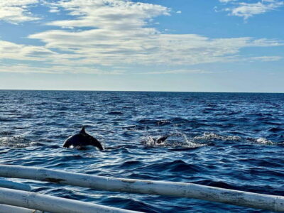 Bohol Balicasag Is Private Tour and Dolphin Watching