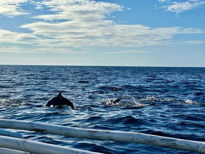 Bohol Balicasag Is Private Tour and Dolphin Watching - Is $108 good value?