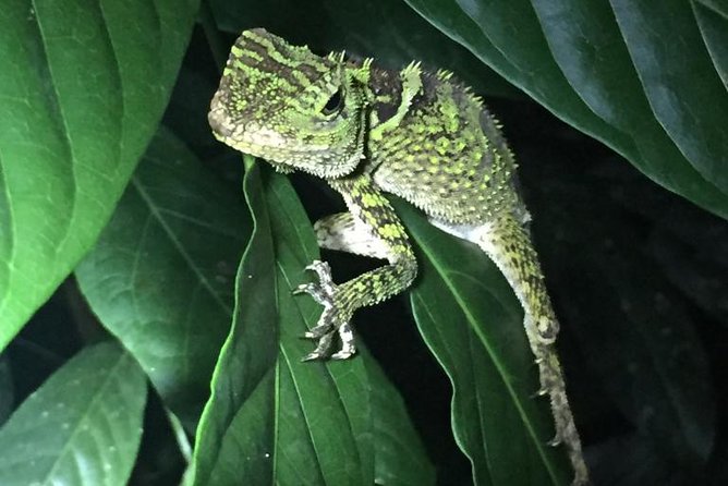 Bohol: Bilar - Night Safari Tour - Looking for tarsiers in their natural habitat