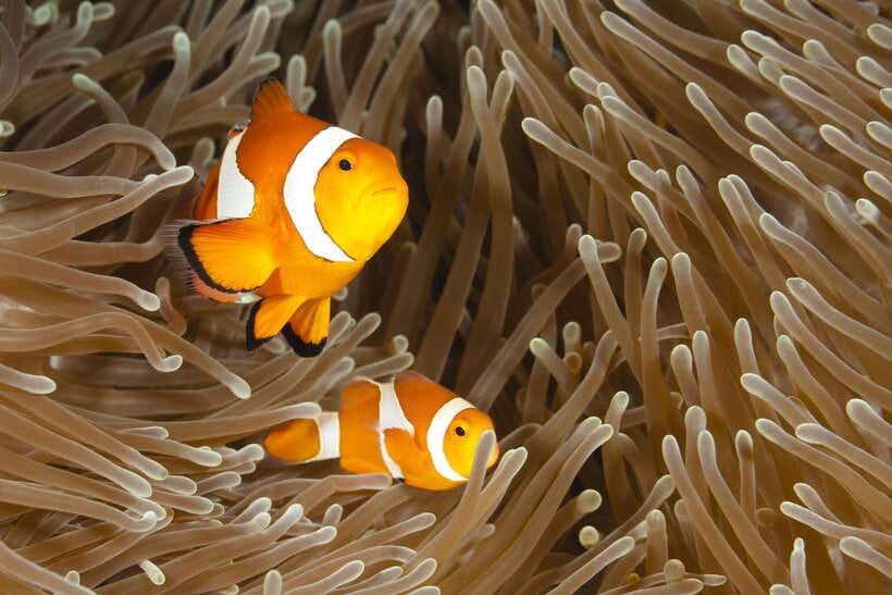 Bohol: Boat Tour to Sandbar and Snorkeling with Turtles - Why this six-hour trip is good value
