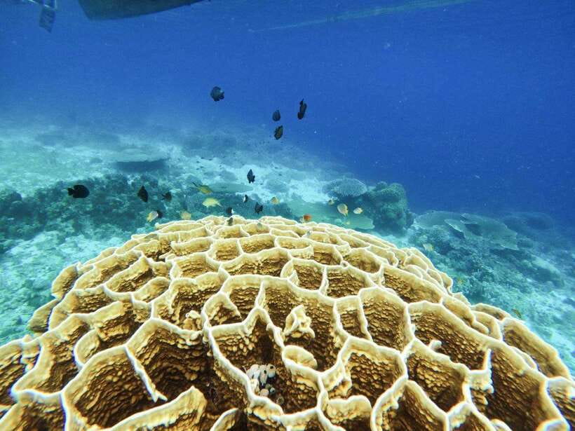 Bohol: Boat Tour to Sandbar and Snorkeling with Turtles - Boat comforts and crew service