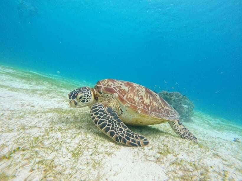 Bohol: Boat Tour to Sandbar and Snorkeling with Turtles - Weather, sea conditions, and physical demands