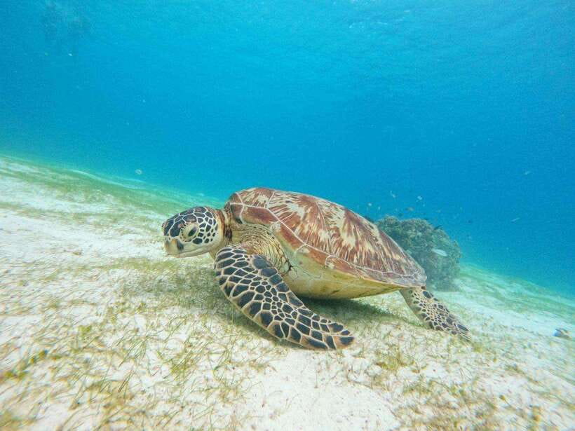 Bohol: Boat Tour to Sandbar and Snorkeling with Turtles - Starting early from Panglao