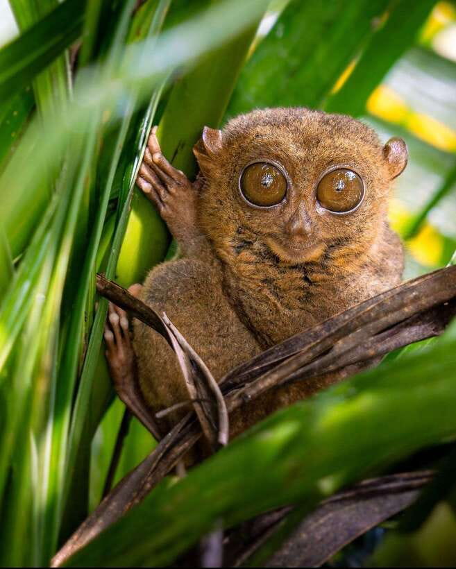 Bohol: Budget Chocolate Hills & Tarsiers -Backpacker Special - Man-Made Forest: a short, cool first stop