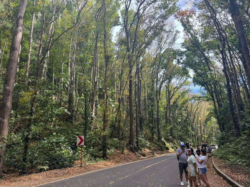 Bohol: Budgeted Countryside with Buffet Lunch Private Tour - Key points at a glance