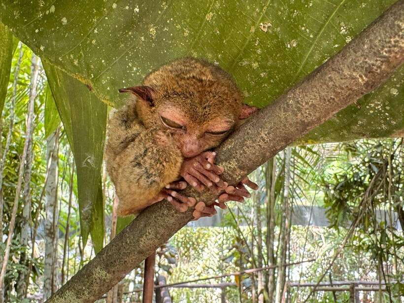 Bohol: Budgeted Countryside with Buffet Lunch Private Tour - Why this private Bohol route works