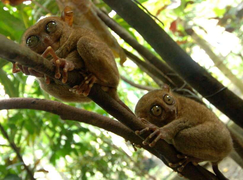 Bohol: Choco Tour + Loboc River Lunch Buffet + ATV Adventure - The ATV route is the day’s real adventure