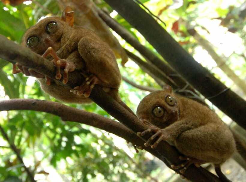 Bohol: Choco Tour + Loboc River Lunch Buffet + ATV Adventure - Bilar Man-Made Forest: a quick stop under mahogany trees