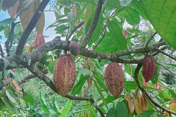 Bohol Chocolate Farm and Chocolate Hills Private Tour - Jessie and the value of a private guide