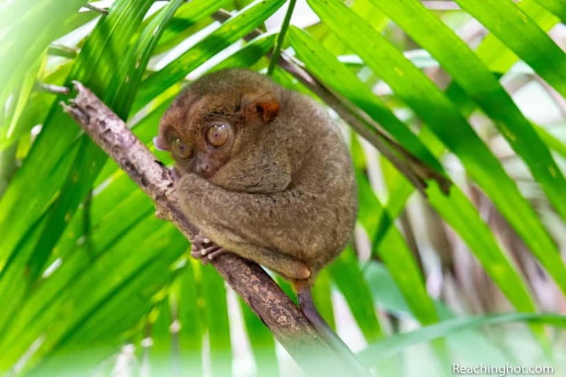 Bohol: Chocolate Hills, Tarsier, and Loboc River Tour - Why this Bohol day trip works well