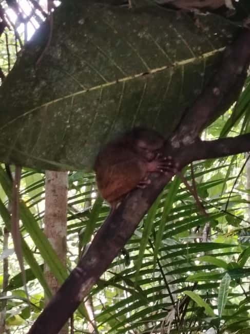 BOHOL: Chocolate Hills, Tarsiers and Loboc River Day Tour - Lemur and Butterfly Park: an optional-feeling stop