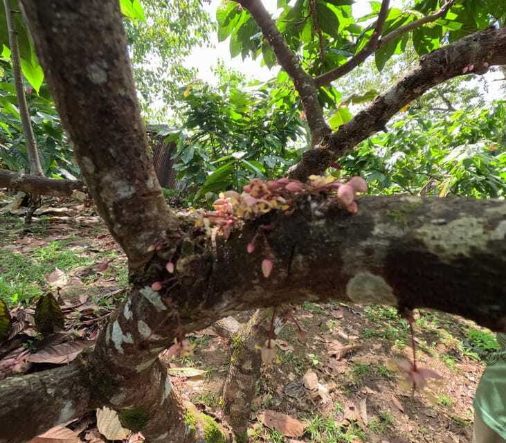 Bohol Chocolate Making and Farm Tour - What the Tour Does Not Promise