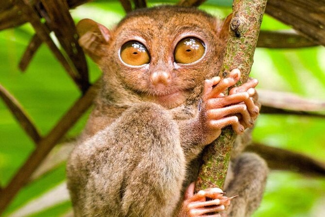 Bohol Countryside Tour to Chocolate Hills and Loboc River - Why this day trip works from Panglao Island