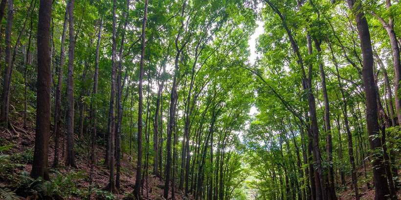 Bohol: Countryside Tour with Loboc (Buffet Lunch) - The man-made forest on the road inland