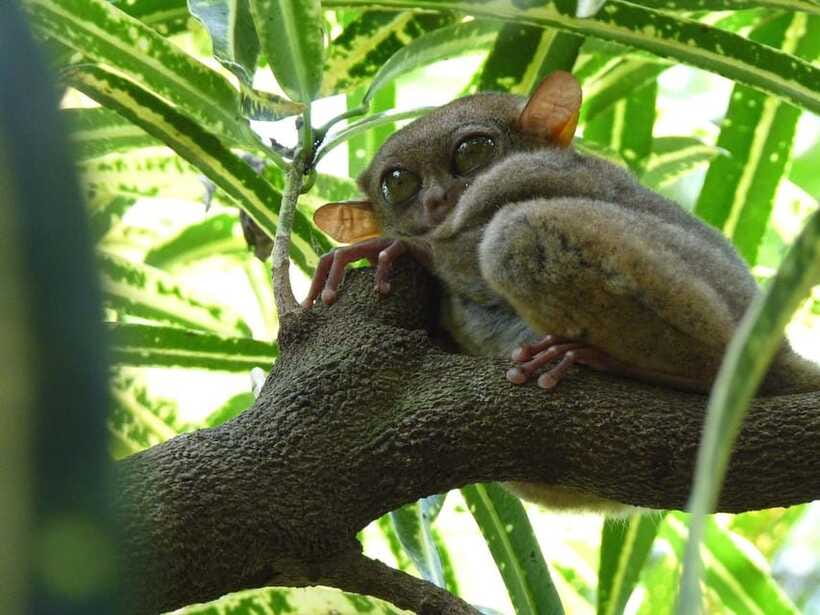 Bohol: Countryside Tour with Tarsiers and Chocolate Hills - Key points before you book