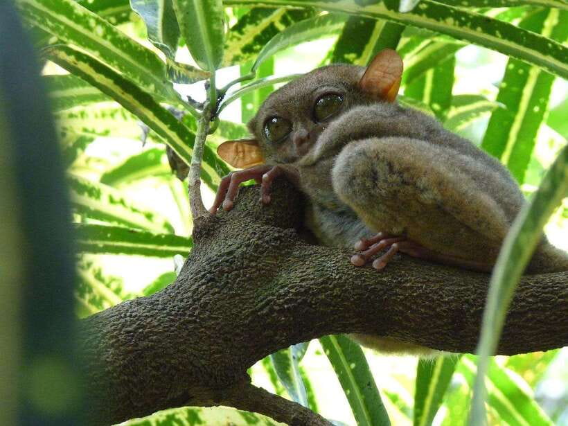 Bohol: Countryside Tour with Tarsiers and Chocolate Hills - What the $34 price really covers