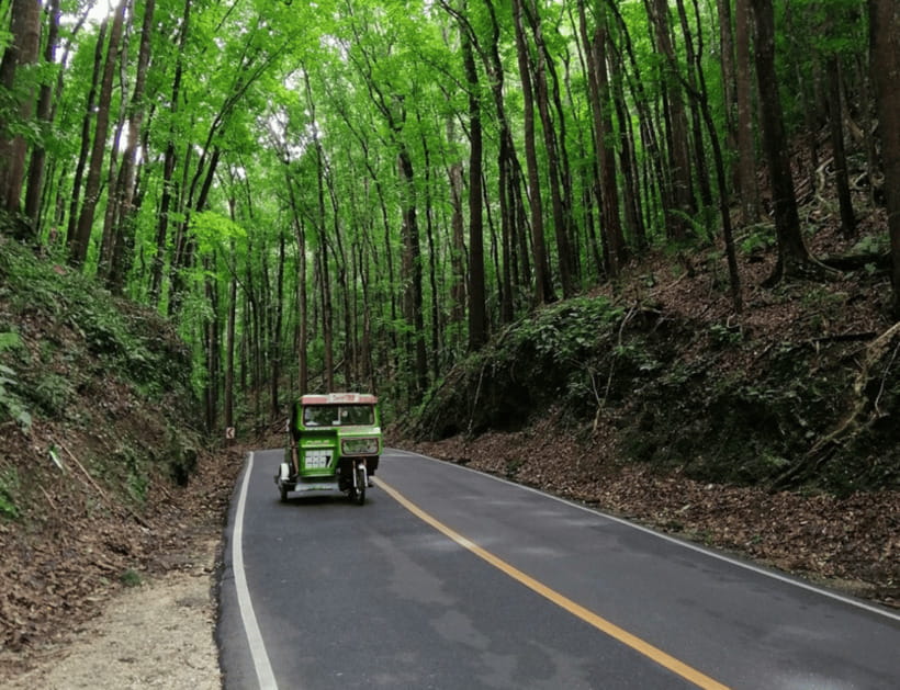 Bohol: Countryside Tour with Tarsiers and Chocolate Hills - A cool pause beneath the Manmade Forest