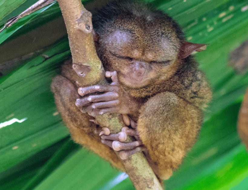 Bohol: Countryside Tour with Tarsiers and Chocolate Hills - Chocolate Hills delivers the day’s biggest view