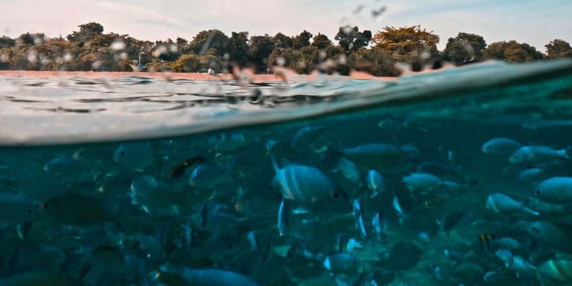 Bohol Dolphin Watching, Balicasag, and Virgin Island Tour - Five things to know before booking