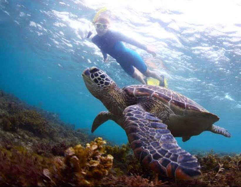 Bohol: Dolphin Watching & Sea Turtle Swim Island Tour - Key points to know before you book