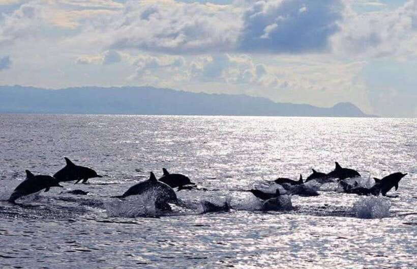 Bohol: Dolphin Watching & Sea Turtle Swim Island Tour - Why the early departure matters