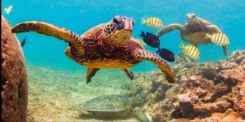 Bohol: Dolphin Watching & Sea Turtle Swim Island Tour - What snorkeling feels like in practice