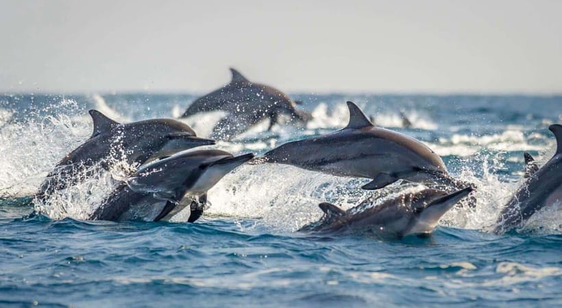 Bohol: Dolphin Watching & Sea Turtle Swim Island Tour - Who will enjoy this Bohol morning most