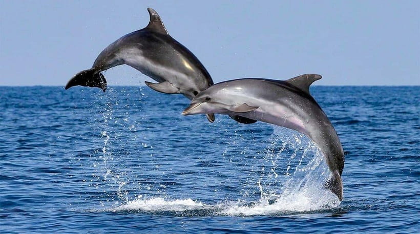 Bohol: Dolphin Watching & Sea Turtle Swim Island Tour - Practical preparation for a smoother trip