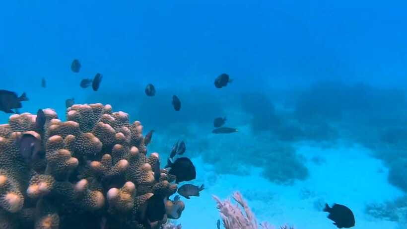 Bohol: Dolphin Watching & Snorkeling at Balicasag Island - Lunch and optional reef stops