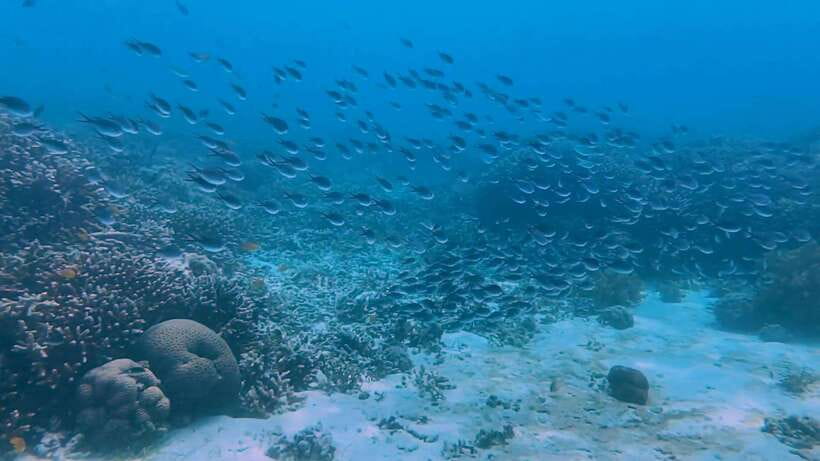 Bohol: Dolphin Watching & Snorkeling at Balicasag Island - Shared boat or private boat?
