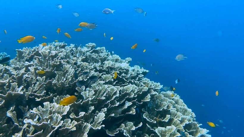 Bohol: Dolphin Watching & Snorkeling at Balicasag Island - What the guide and crew can change