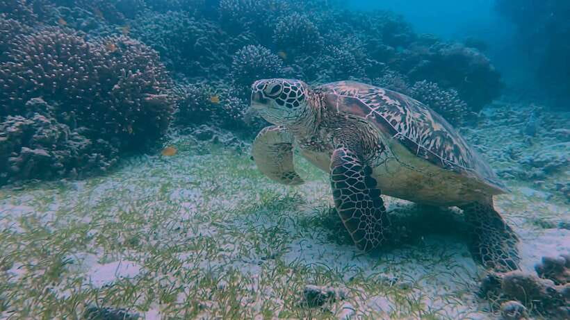 Bohol: Dolphin Watching & Snorkeling at Balicasag Island - Timing, weather, and the six-hour return