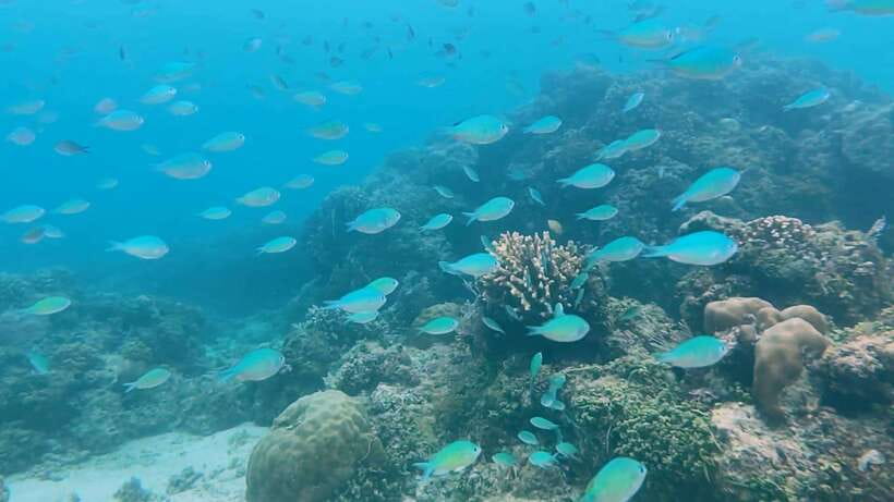 Bohol: Dolphin Watching & Snorkeling at Balicasag Island - Who will enjoy this tour most?