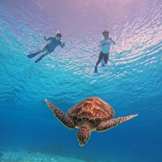 BOHOL: Dolphin Watching, Turtle Swim and Party Boat - Key points at a glance