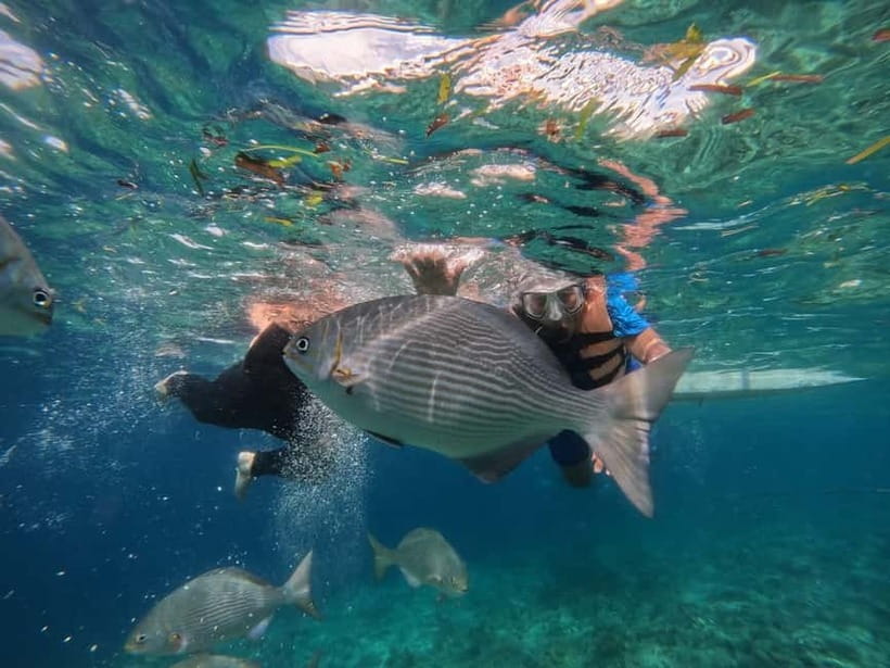 BOHOL: Dolphin Watching, Turtle Swim and Party Boat - What the crew adds to the experience