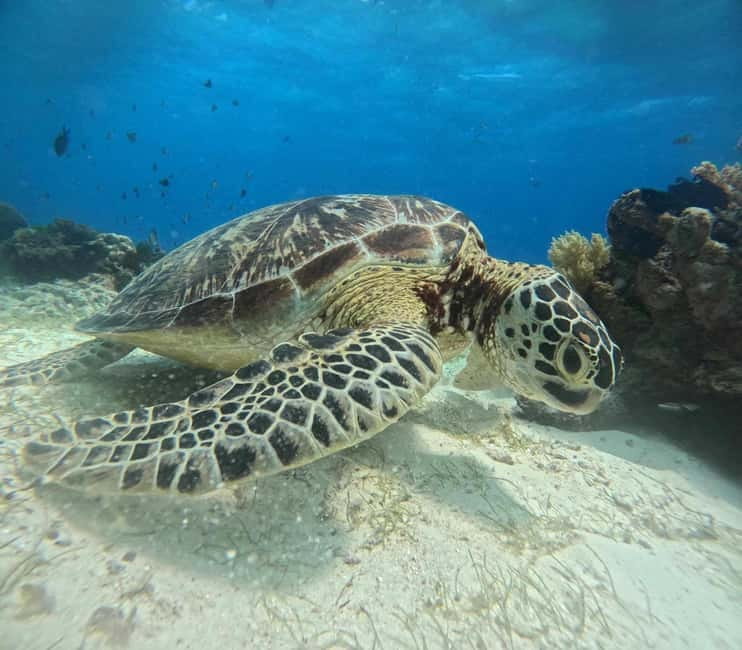 BOHOL: Dolphin Watching, Turtle Swim and Party Boat - What to pack for a wet, sunny morning