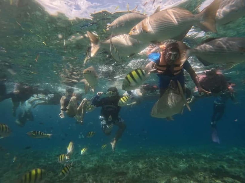 BOHOL: Dolphin Watching, Turtle Swim and Party Boat - Who should book this boat tour?